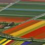 Aerial View of Tulip Flower Fields, Amsterdam, The Netherlands thumbnail