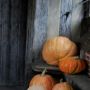 pumpkins autumn thumbnail
