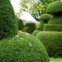 dixter yew topiary thumbnail