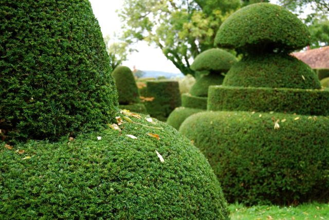 dixter yew topiary