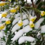 winter evergreen mahonia  thumbnail