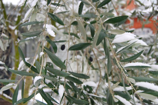 winter evergreen olive