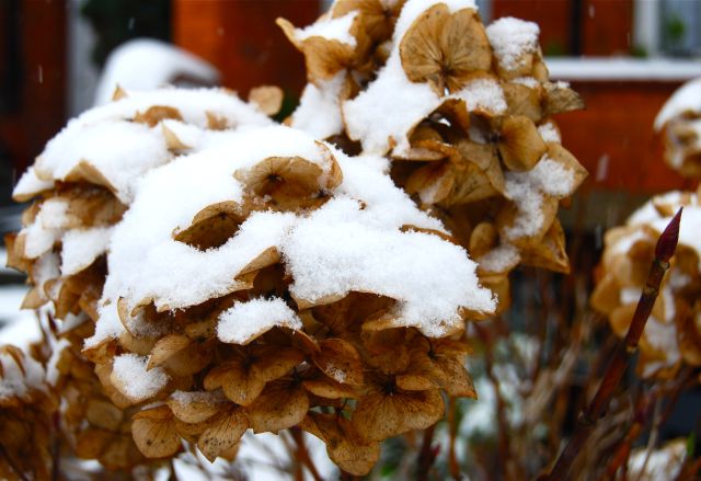winter seedhead hydrangea