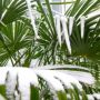 winter seedhead chusan palm thumbnail