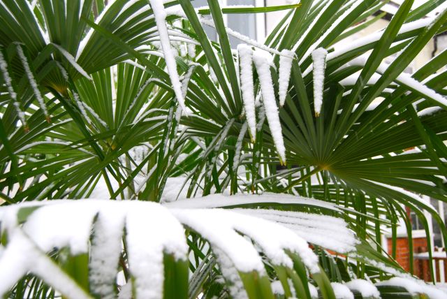 winter seedhead chusan palm