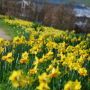 hyde spring daffodil thumbnail