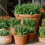 hyde spring tulips thumbnail