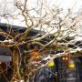winter hydrangea thumbnail