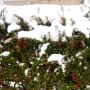 winter evergreen berries thumbnail