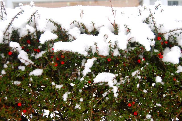 winter evergreen berries