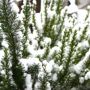 winter evergreen rosemary thumbnail