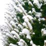 winter evergreen privet thumbnail