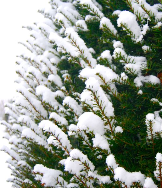 winter evergreen privet