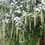 winter evergreen Garrya elliptica thumbnail
