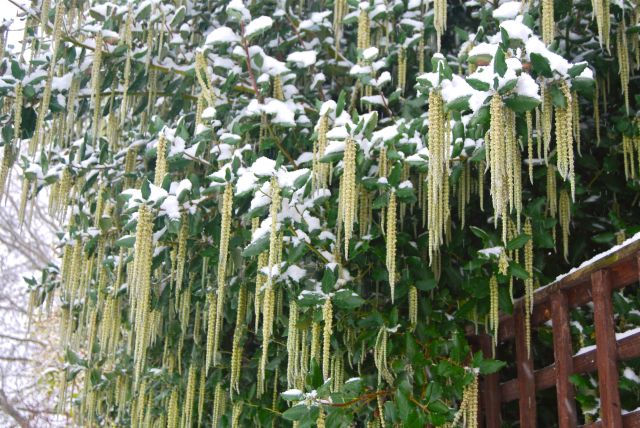 winter evergreen Garrya elliptica