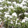 winter evergreen Pittosporum tenuifolium 'Variegatum' thumbnail