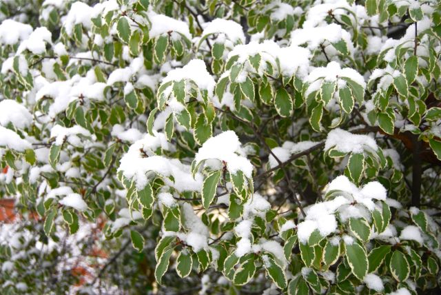 winter evergreen Pittosporum tenuifolium 'Variegatum'