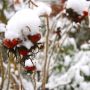 winter interest rosehips thumbnail