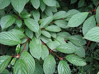 Viburnum bodnantense 'Dawn' leaves