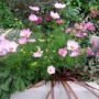 planting design styleseed cosmos thumbnail