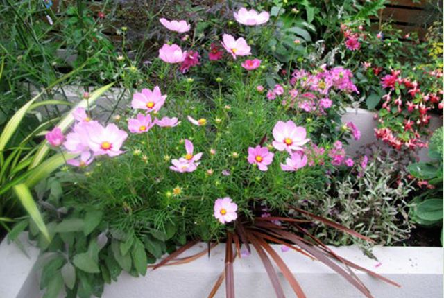 planting design styleseed cosmos