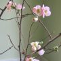 quince_branch thumbnail
