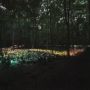 Forest of Lights in woods thumbnail