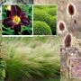 planting design styleseed grasses thumbnail