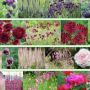 planting design styleseed pinks thumbnail