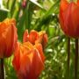tulip abu hassan thumbnail