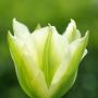 tulip spring green thumbnail