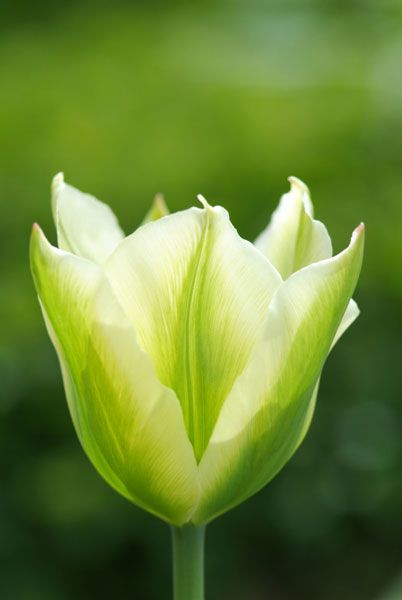 tulip spring green