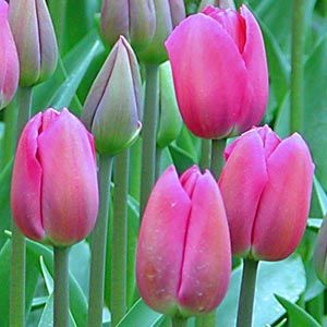 tulip triumphpink plantsgalorecouk