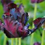 tulip wildflowerfarmcom thumbnail