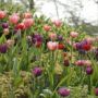 203095 Tulipa Pink Impression thumbnail