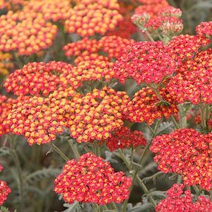 Yarrow, or Achillia 'Walther Funke' is a butterfly magnet. It needs good drainage and sun