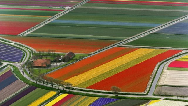 Aerial View of Tulip Flower Fields, Amsterdam, The Netherlands