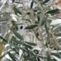 winter evergreen olive thumbnail