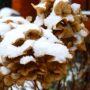 winter seedhead hydrangea thumbnail