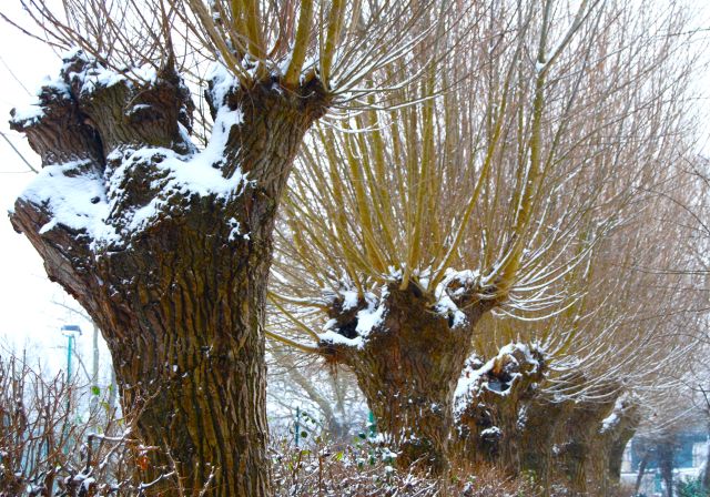 winter pollarded tree