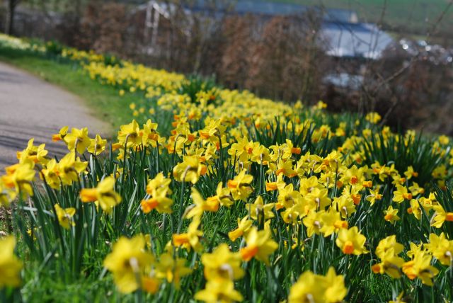 hyde spring daffodil