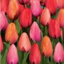 Tulip-field thumbnail