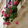 Conil balcony geraniums thumbnail