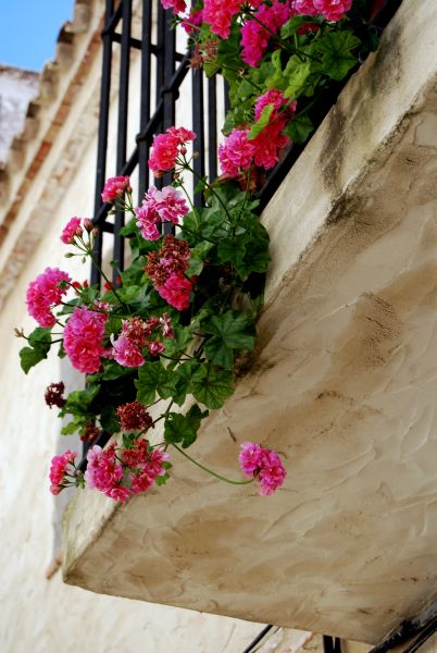 Conil balcony geraniums