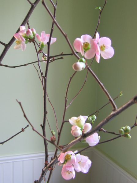 quince branch
