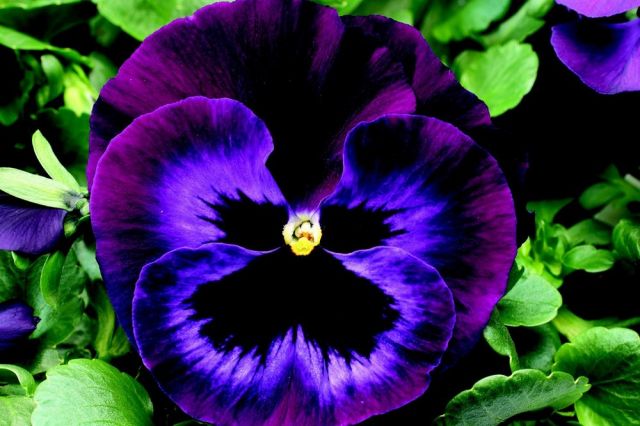 Pansy neon violet
