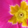 pink poyanthus thumbnail