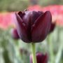 purple-tulip thumbnail