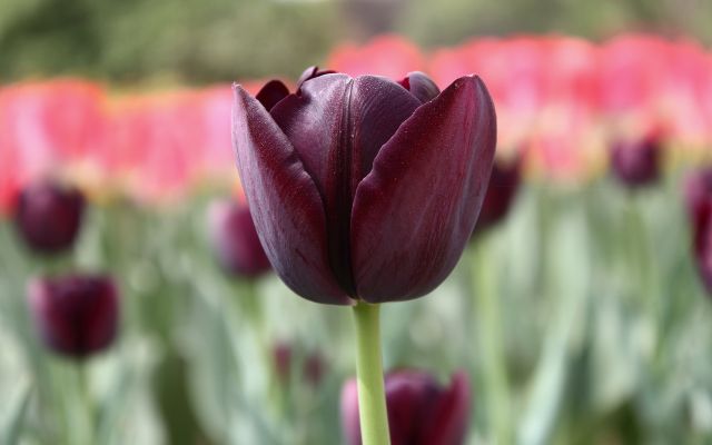 purple-tulip