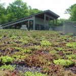 A green, living roof